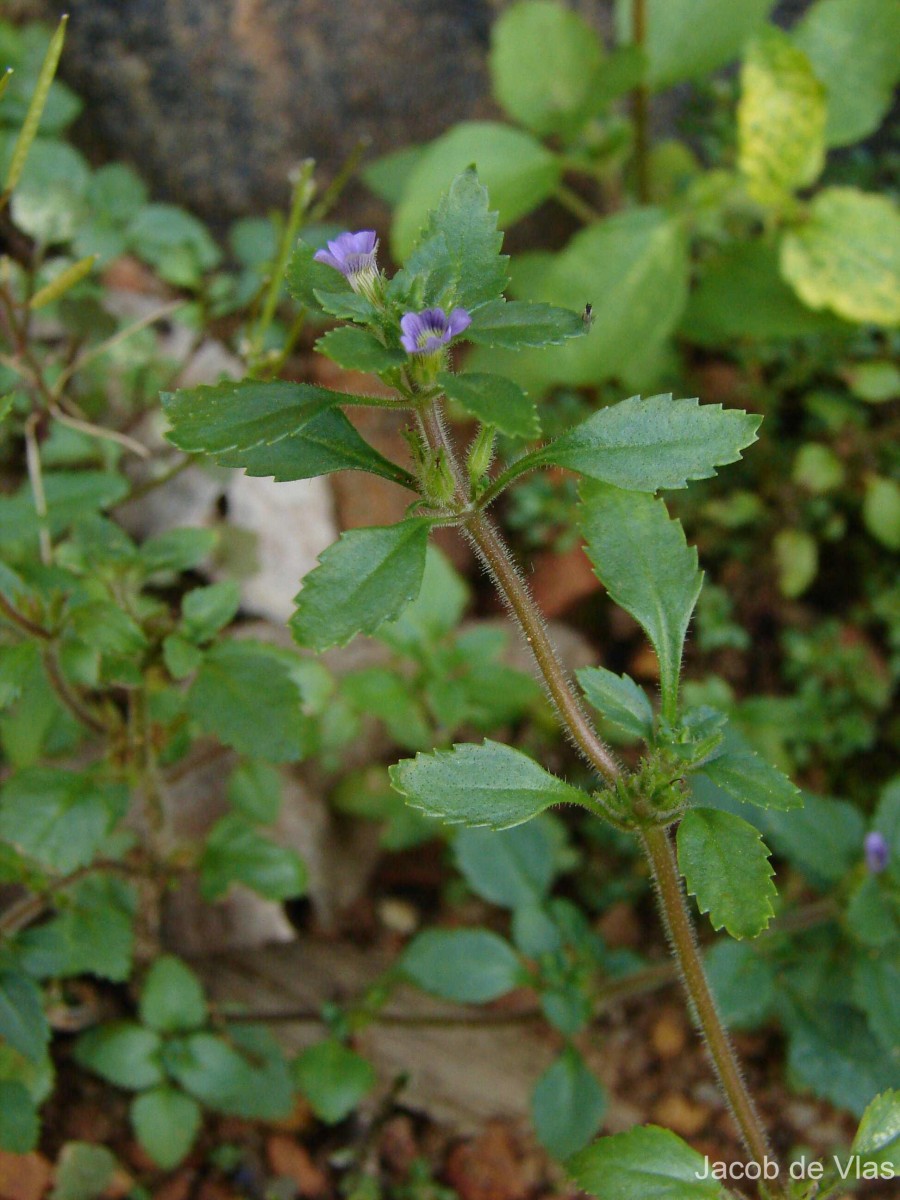 Stemodia verticillata (Mill.) Hassl.